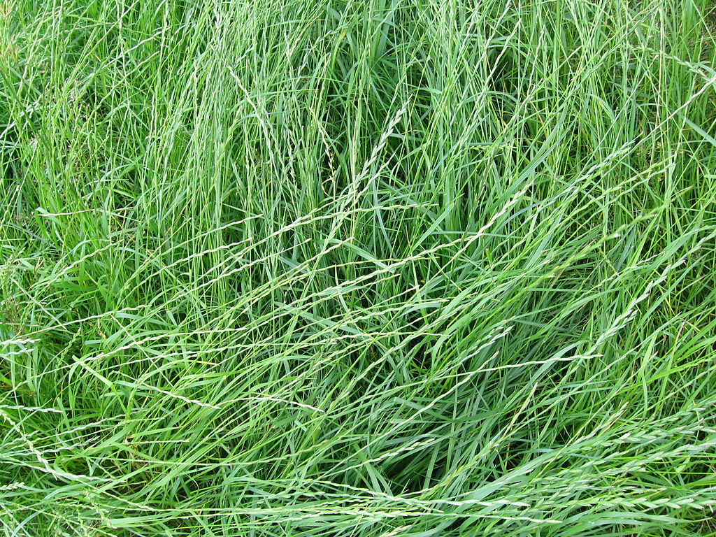 What is The Best Grass Seed for Your New England Lawn?